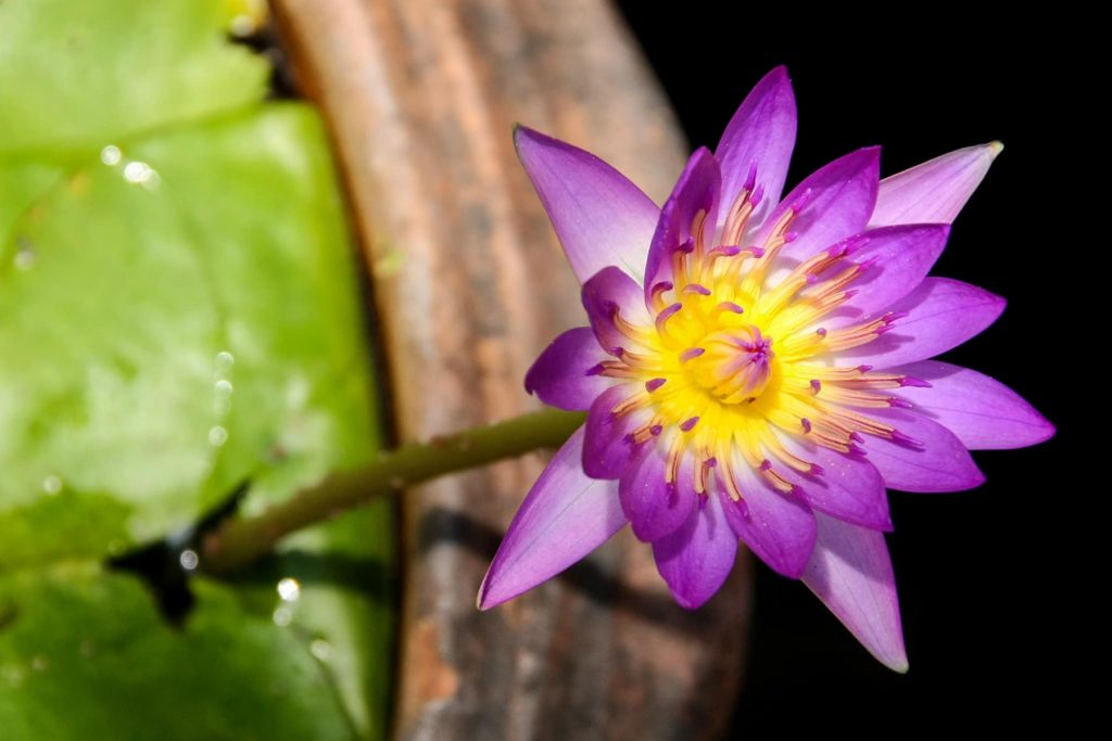 a lotus flower in a pot of water lilies