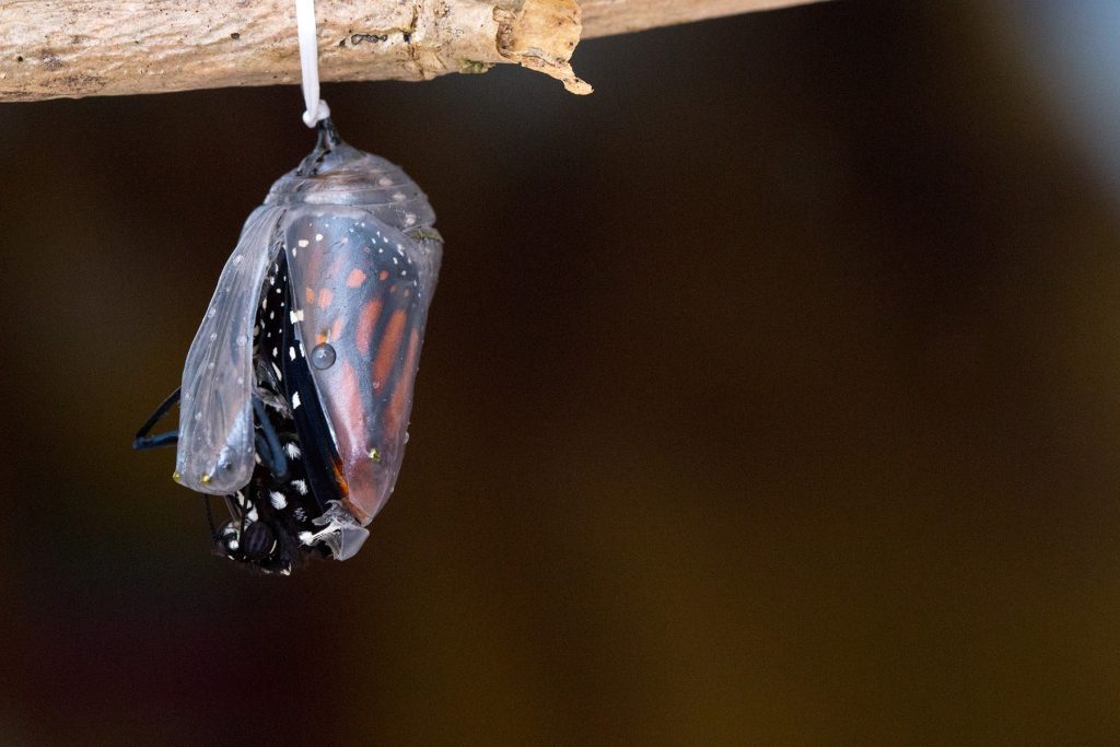 a chrysalis of a monarch butterfly just before she emerges