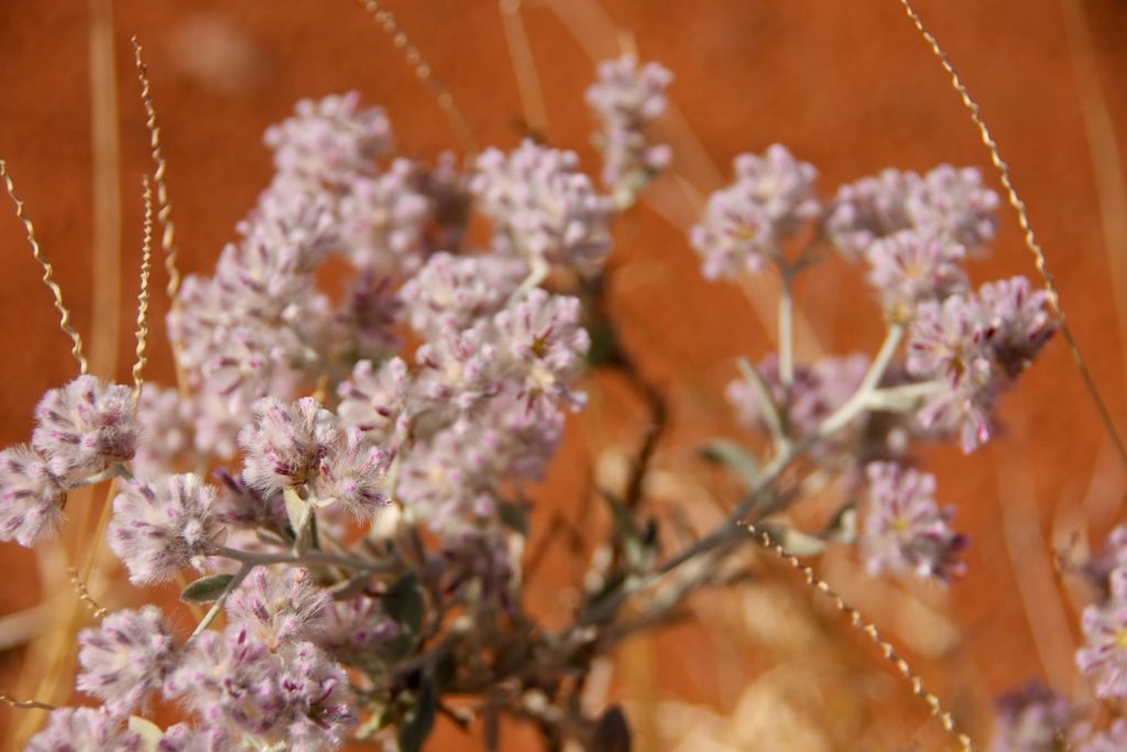 flowers against the red sand in the desert